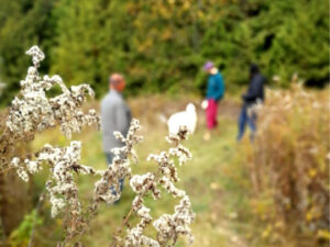 Visitors to Headwaters walk through a field near the forest