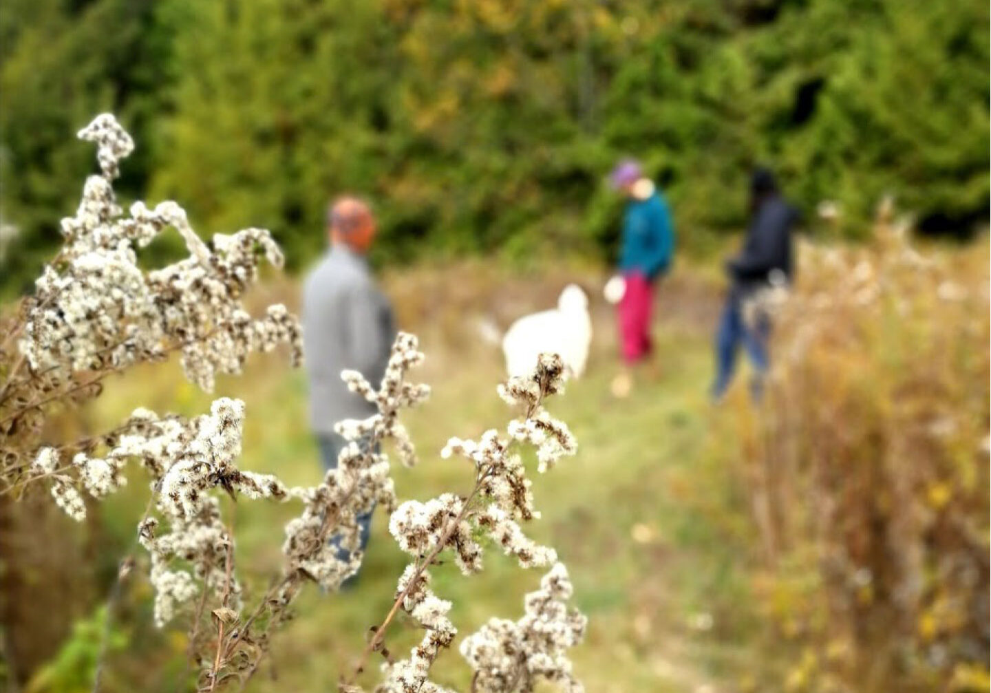 Visitors to Headwaters walk through a field near the forest